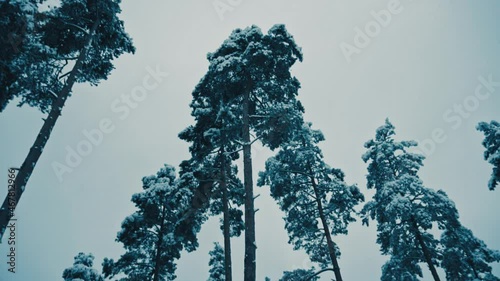 Beautiful landscape of winter forest

