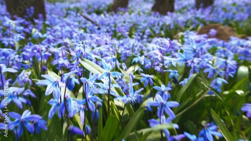 Camera move over beautiful blue flowers of Scilla siberica