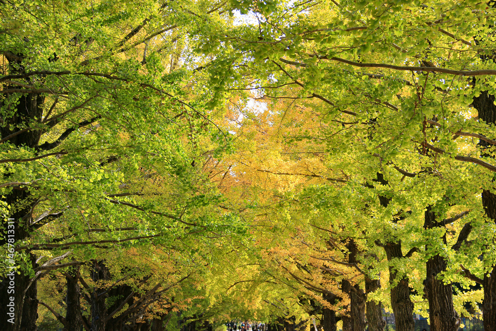 Fototapeta premium 昭和記念公園の秋 黄葉のいちょう並木