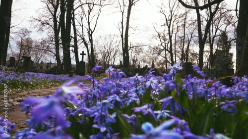 Camera move over beautiful blue flowers of Scilla siberica