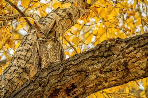 Great horned owl (Bubo virginianus) in cottonwood tree in the fall;  Ft Collins, Colorado photo