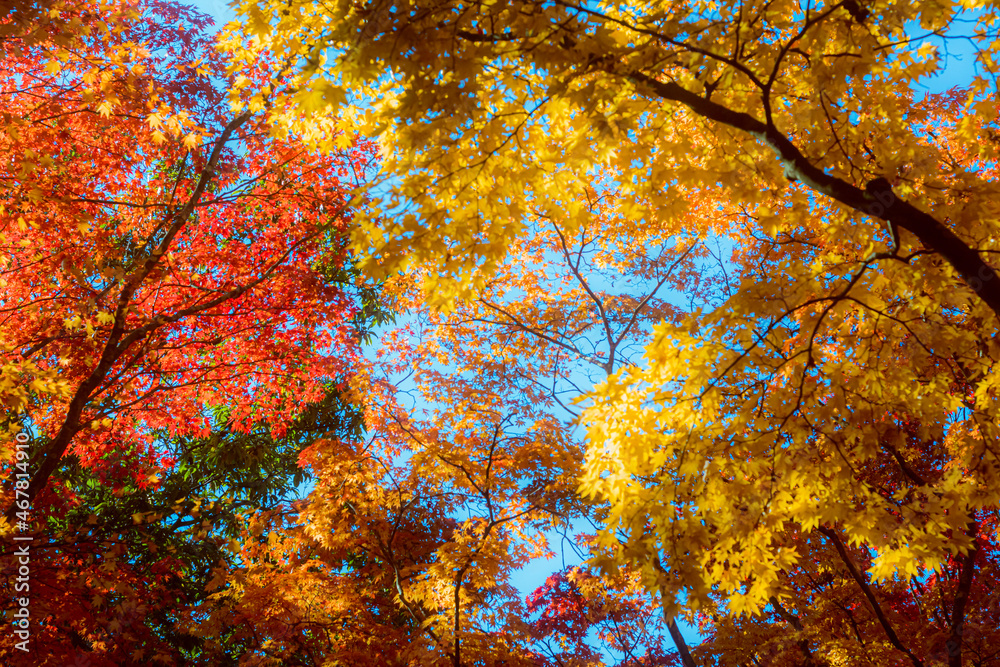 北海道函館市の紅葉