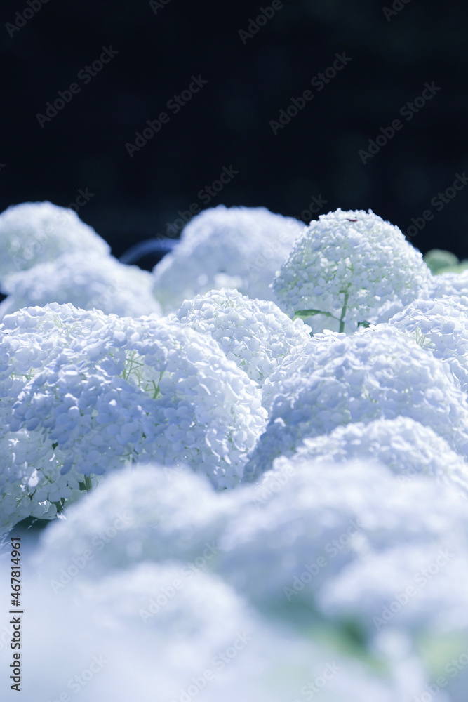 涼しげに咲く白い紫陽花