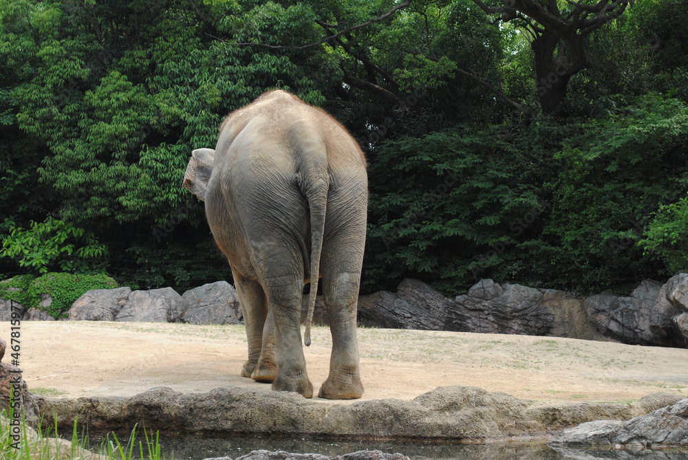 動物園のゾウの尻尾 Stock Photo | Adobe Stock