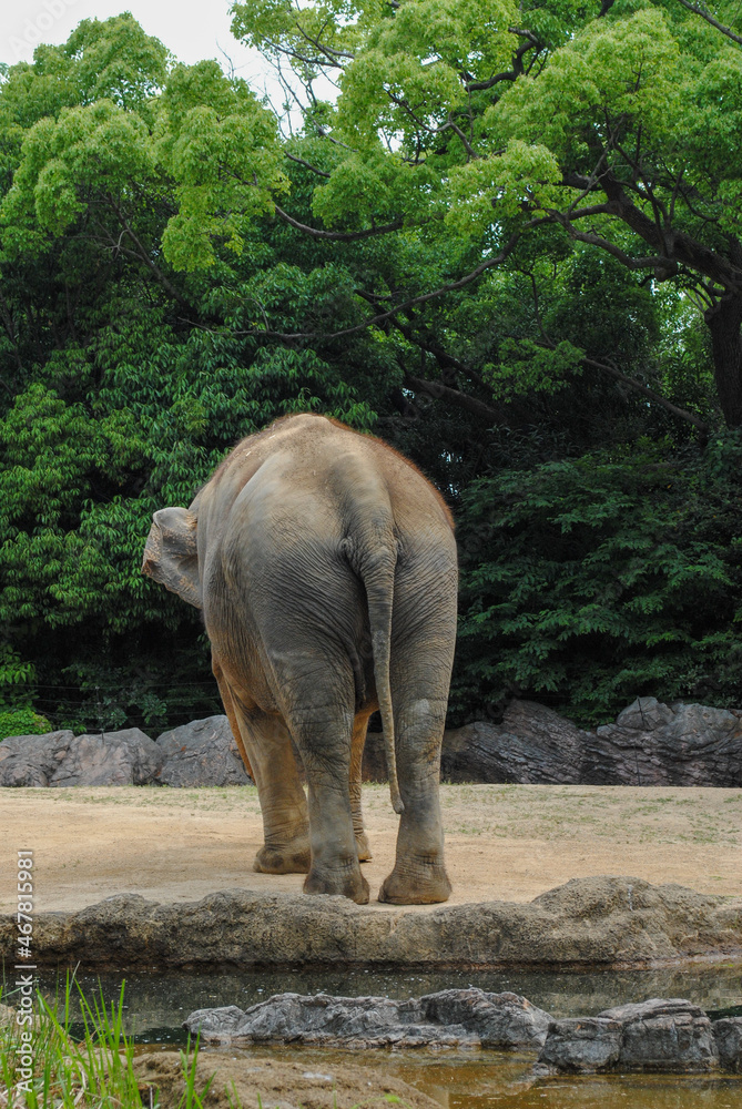 Fototapeta premium 動物園のゾウの尻尾