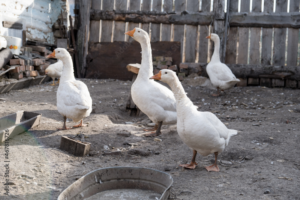 Obraz premium geese went for a walk