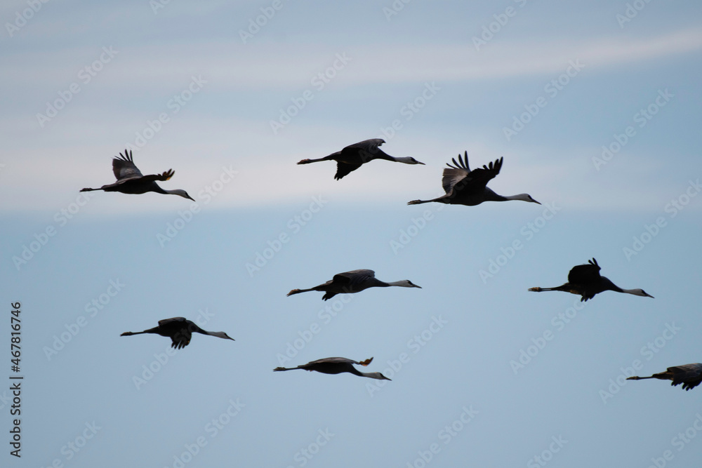 Fototapeta premium Flock of hooded cranes flying in dusk