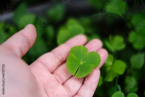 A hand picking up a green 4 leaf clover from a garden, saving it as a good luck charm. The four leaves represent hope, faith, love and luck.