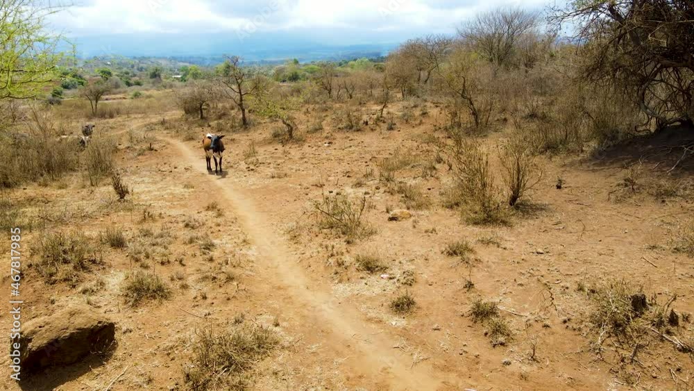 Cow standing on dry and barren land in rural Africa. A herd crosses dirt path in search of food Cow standing on dry and barren land in rural Africa. A herd crosses dirt path in search of food