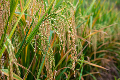 Golden rice in autumn