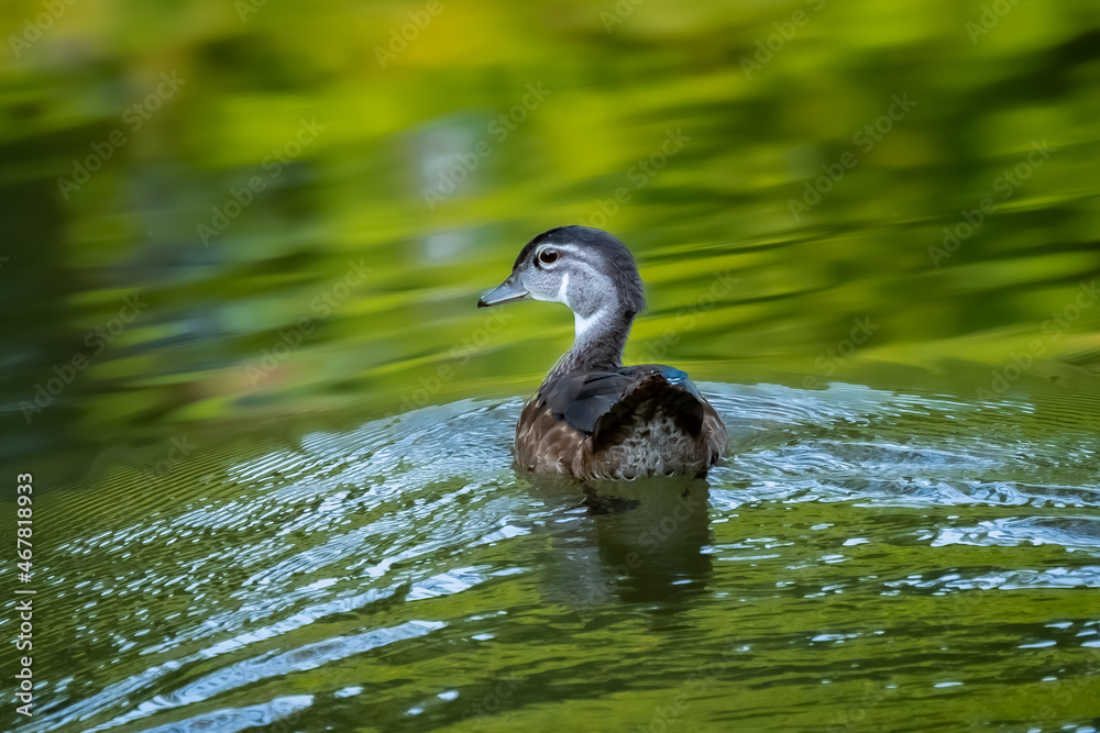 Wood Duck female (Aix sponsa) paddling in a creek