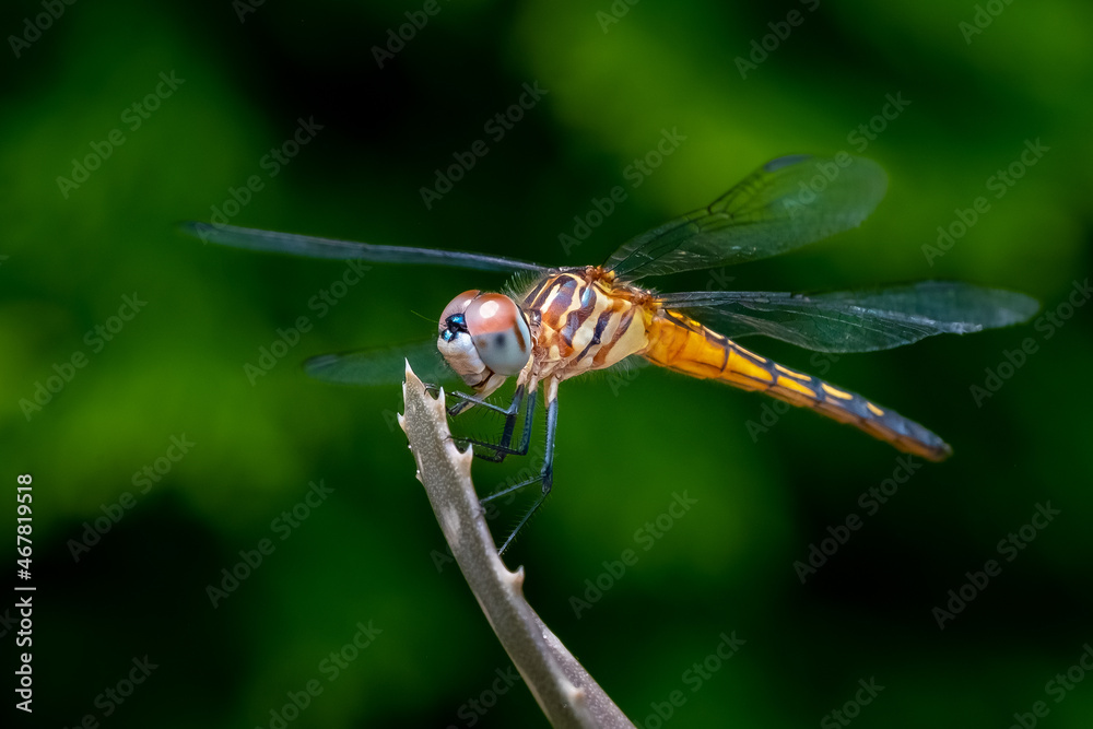 Blue Dasher Dragonfly (Pachydiplax longipennis) perched on the end of a stick in the summer morning sun.