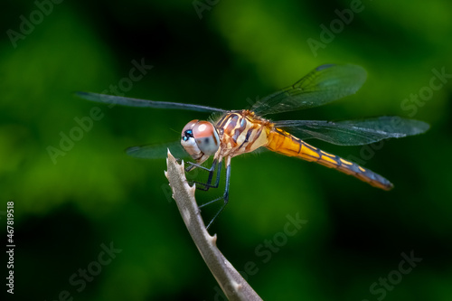 Obraz na płótnie Blue Dasher Dragonfly (Pachydiplax longipennis) perched on the end of a stick in the summer morning sun. w salonie