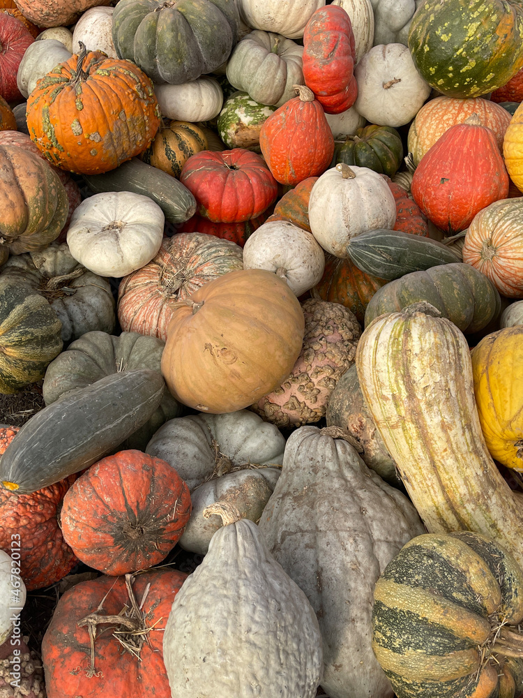 pile of pumpkins