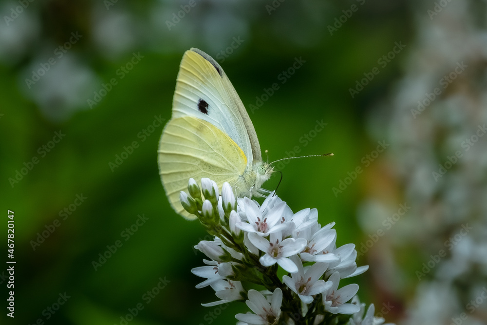 Cabbage White Butterfly (Pieris rapae) perched feeding at a Gooseneck plant flower blossom.