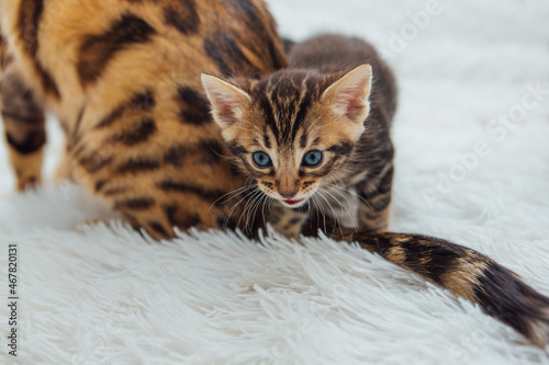 Bengal cat with her little kitten on the white fury blanket