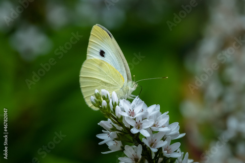 Obraz na płótnie Cabbage White Butterfly (Pieris rapae) perched feeding at a Gooseneck plant flower blossom. w salonie