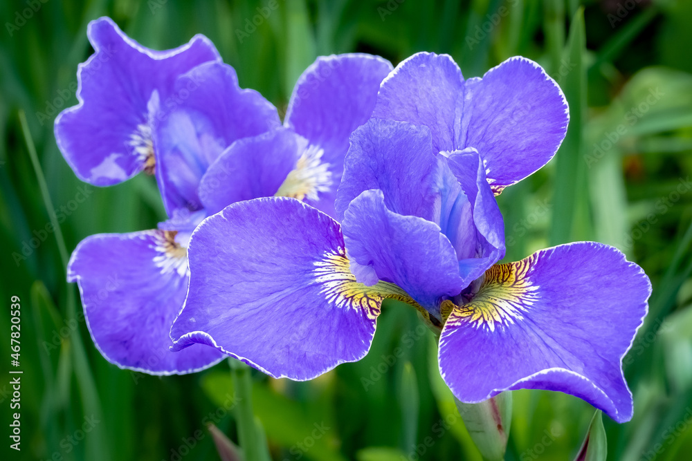 Wild Iris flower - macro image of large purple blossoms found along a creek bank.