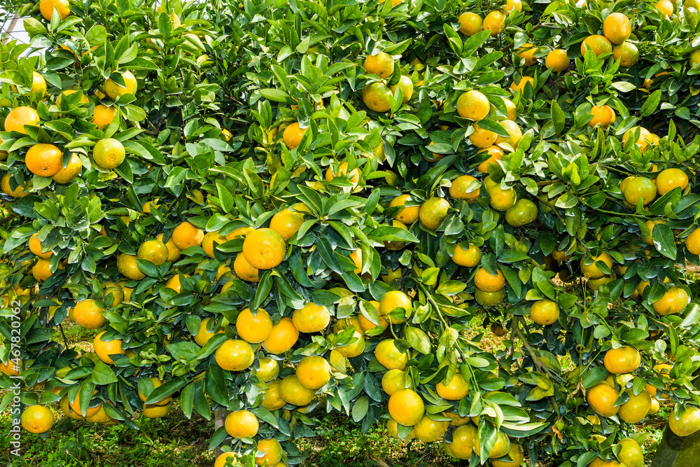 Close-up of orange fruits in the orchard of Taichung, Taiwan