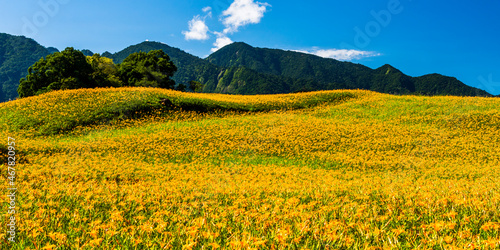 The view of beautiful daylilies in the Liushishi Mountain of Hualien  Taiwan  is one of the famous attractions in Hualien.