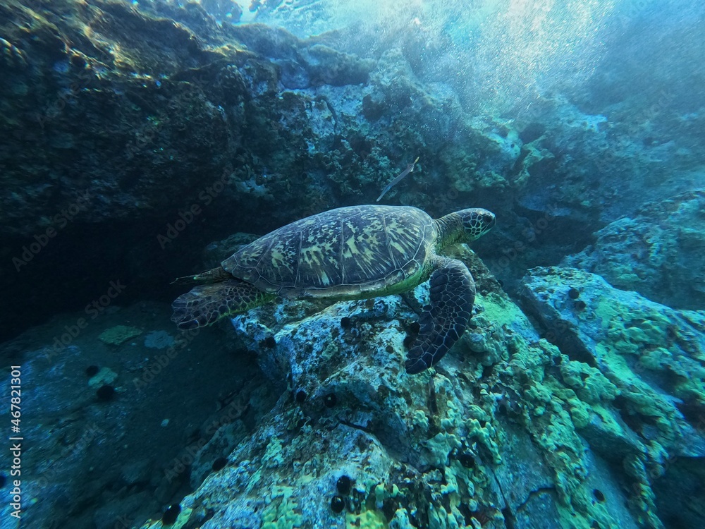 Fototapeta premium sea turtle swimming