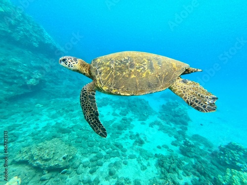 sea turtle swimming © peter