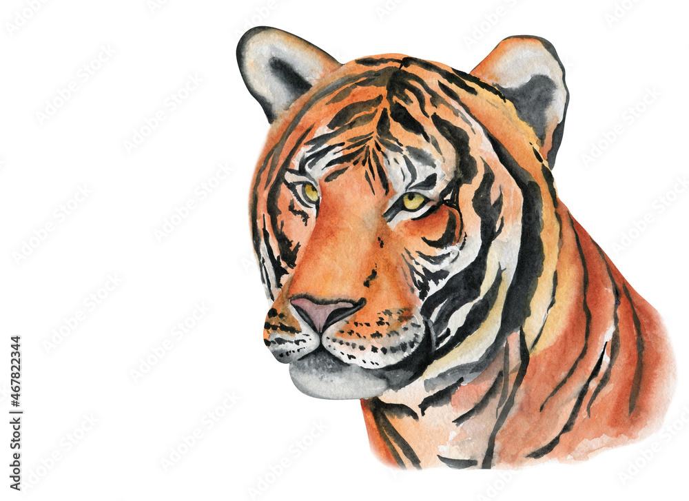 Chinese tiger watercolor hand drawn illustration. Animal printable art ...
