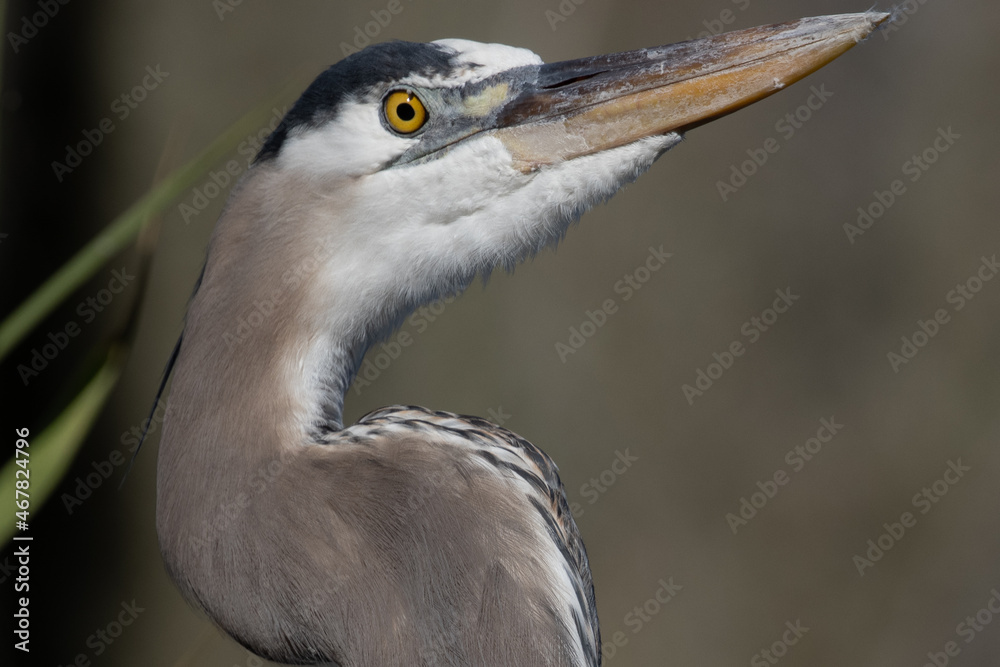 Close-up Head Great Blue Heron Profile View Close-up Head Great Blue Heron Profile View
