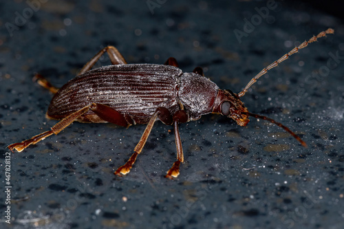 Adult Comb-clawed Darkling Beetle photo