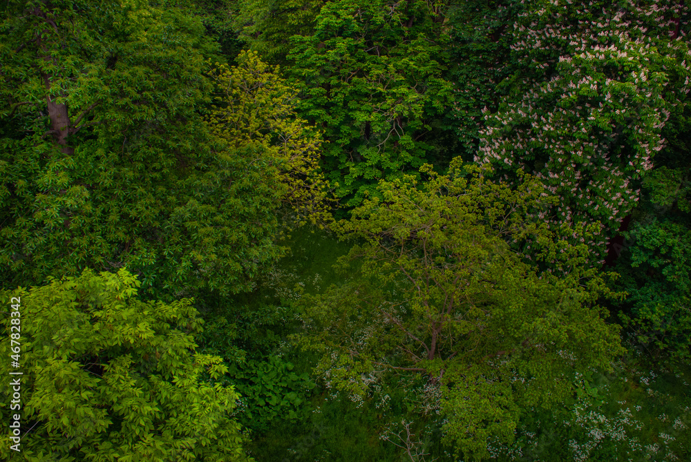 Beautiful of large trees forest in spring, High angle view Beautiful of large trees forest in spring, High angle view