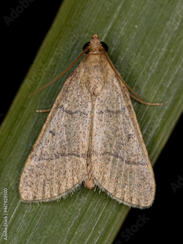 Adult Pyralid Snout Moth photo