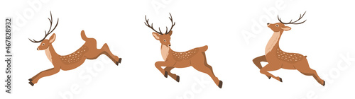 Cute noble sika deer. Set of reindeers with antlers in different poses isolated on white background. Ruminant mammal animal. Vector illustration in flat cartoon style.