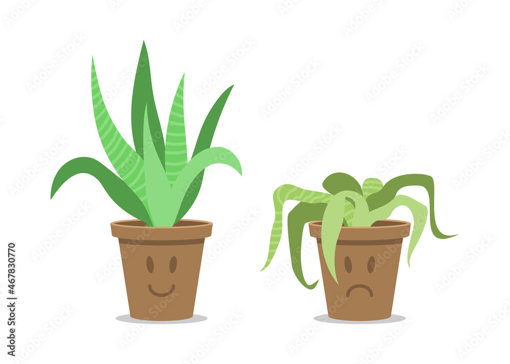 Fototapeta premium Growing and wilted plant in a pot. Houseplant without watering and care. Stages of plant withering.