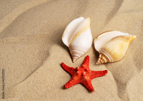 Seashells on a background of sand with a starfish, beach island