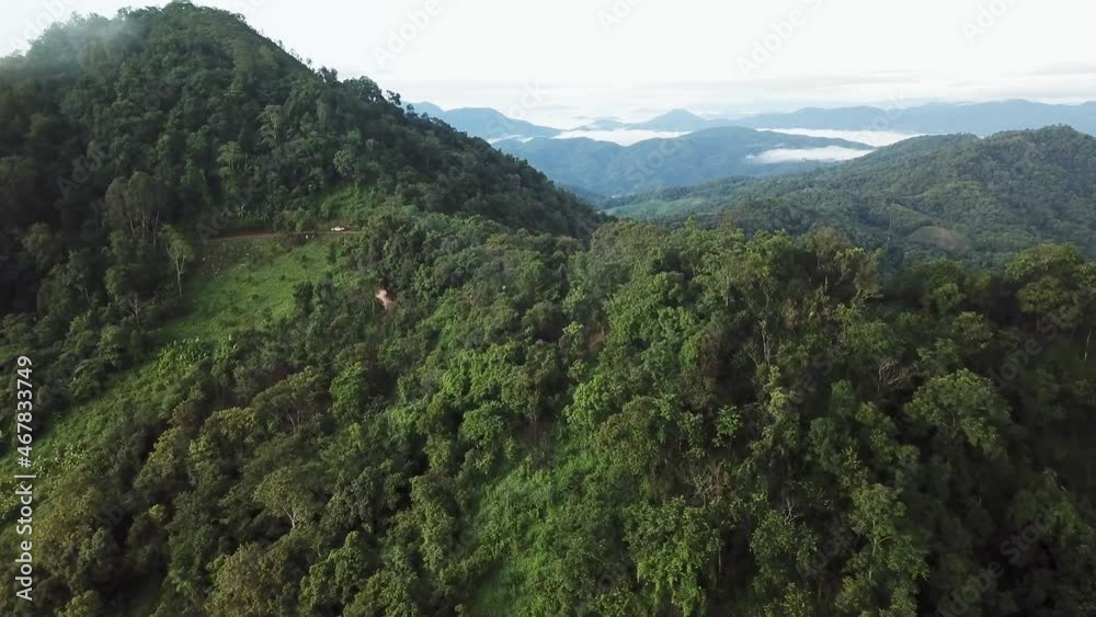 Aerial top view of summer green trees in forest background Aerial top view of summer green trees in forest background