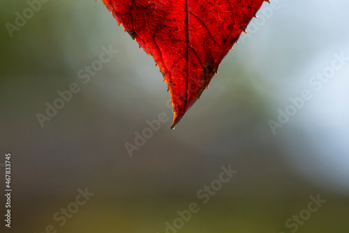 森の中の赤く紅葉した葉の先端部分