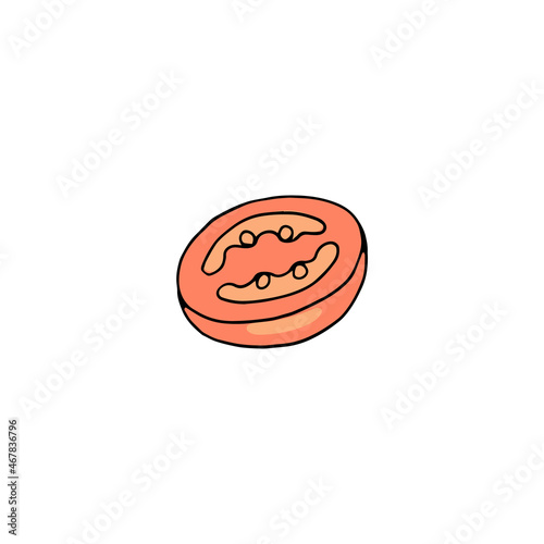 Half of red ripe tomato, hand drawn colored vector illustration isolated.