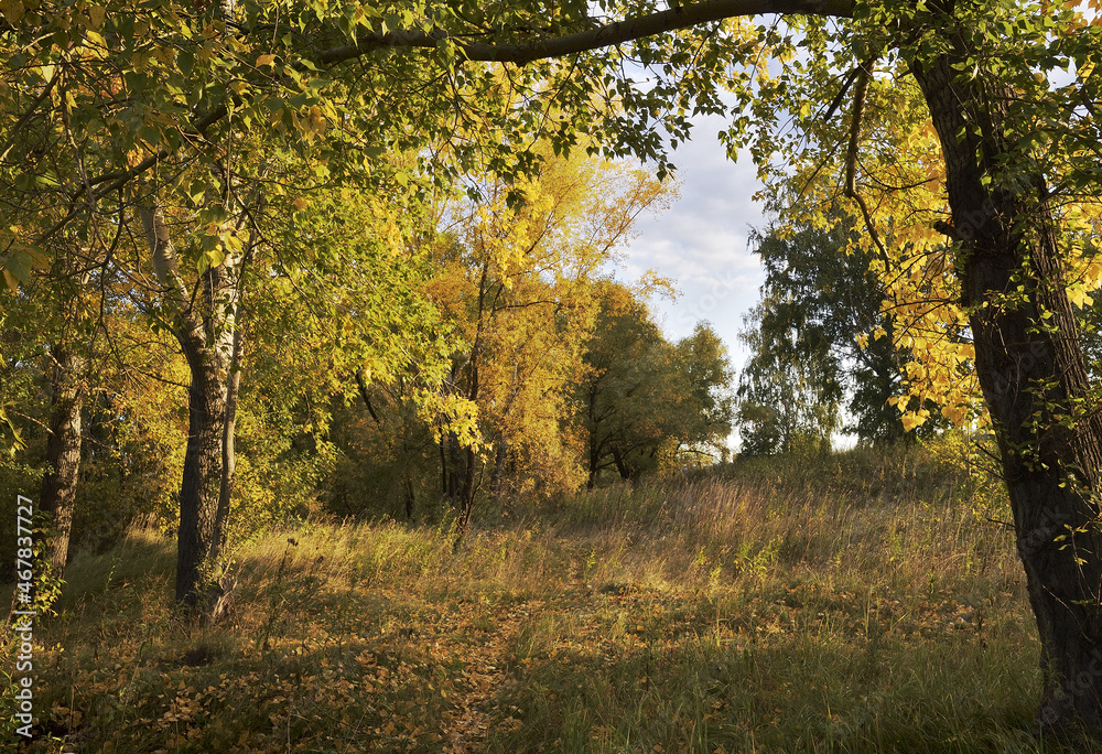 Edge of autumn forest in the morning Edge of autumn forest in the morning