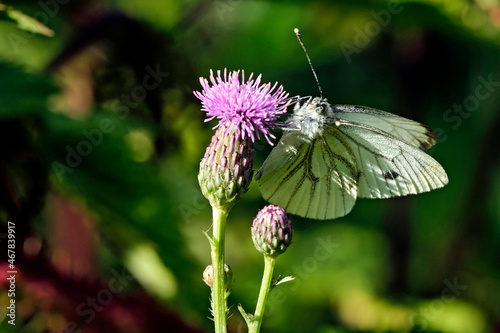 Rapsweißling ( Pieris napi ) auf dem Blütenstand einer Eselsdistel ( Onopordum acanthium ). photo