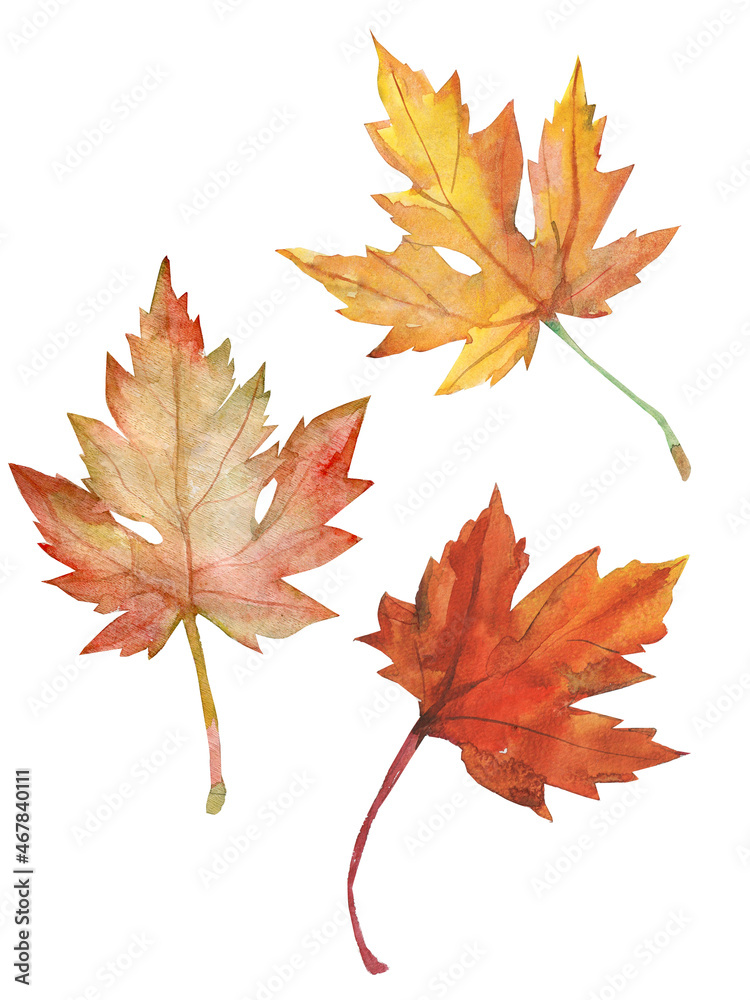 Autumn maple leaves.Image on a white and colored background. Autumn maple leaves.Image on a white and colored background.