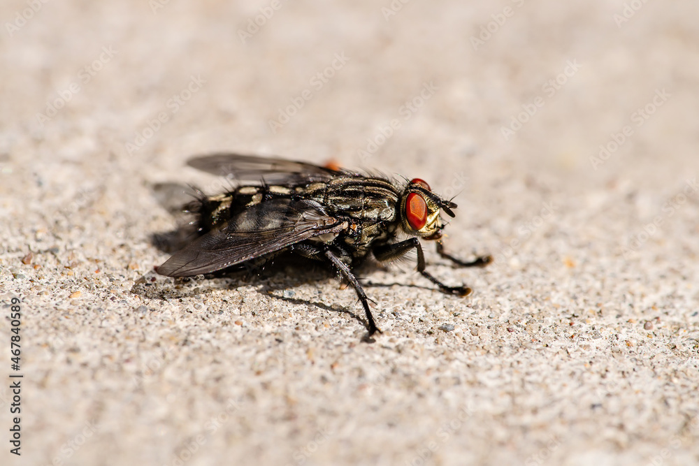 Diptera Meat Fly Insect On Stone Wall Diptera Meat Fly Insect On Stone Wall