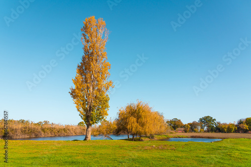 Fotografie Yellow poplar on a green meadow by the lake