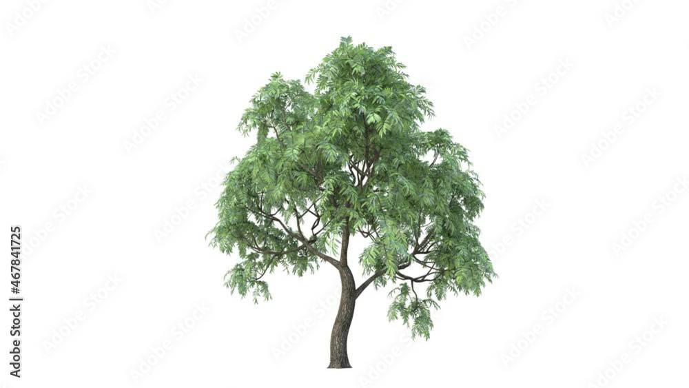 Growing trees on a white background 3D animation growth grow from small to large, Dyamona trees animate in the breeze on white background with alpha mattes 3D virtual tree. Separated with alpha Growing trees on a white background 3D animation growth grow from small to large, Dyamona trees animate in the breeze on white background with alpha mattes 3D virtual tree. Separated with alpha
