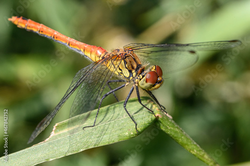 A dragonfly stretching its legs due to strong winds