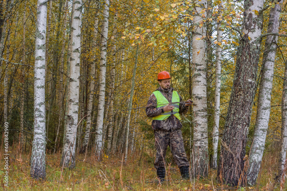 A forest worker measures the thickness of a tree in a birch forest. Real people work.