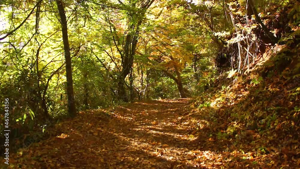 マゼノ渓谷の紅葉 阿蘇 マゼノ渓谷の紅葉 阿蘇