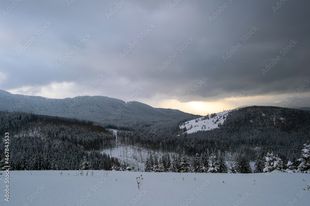 Gloomy winter landscape with mountain hills covered with evergreen pine forest after heavy snowfall on cold quiet evening
