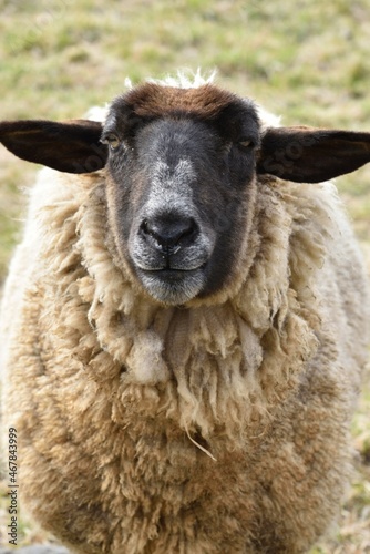 Close up of a sheep © Tonic Ray Sonic