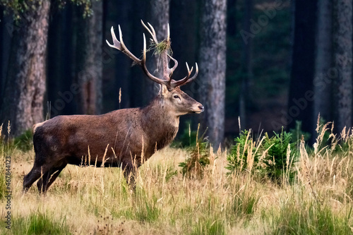 Rothirsch   Cervus elaphus  