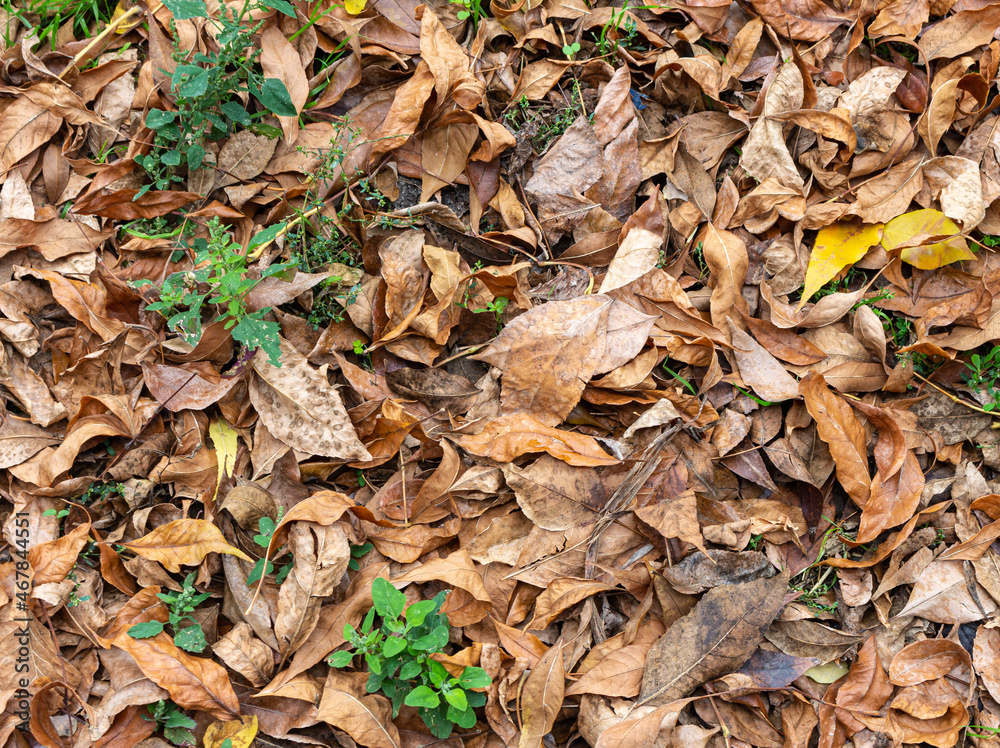 Dry colorful leaves on ground in autumn Dry colorful leaves on ground in autumn